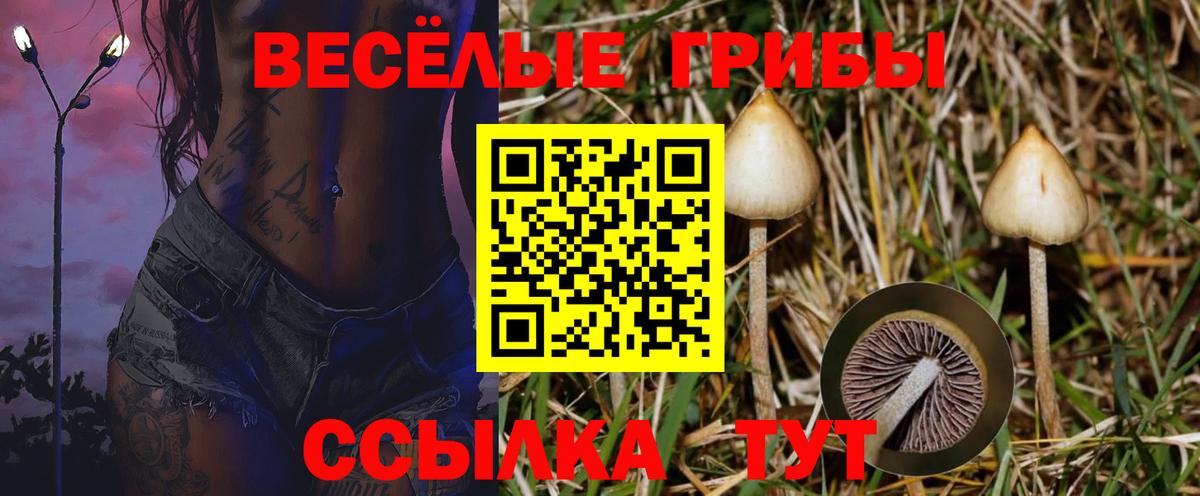 Псилоцибиновые грибы GOLDEN TEACHER  продажа наркотиков  Ногинск  Вход с VPN  Галлюциногенные грибы MAGIC MUSHROOMS 