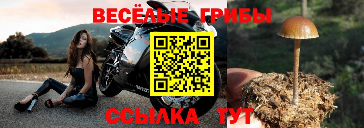 Псилоцибиновые грибы Cubensis  Ногинск 